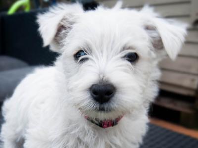 West Highland Terrier pups (2 boys 1 girl) in Kerry